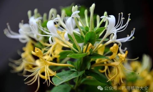 头孢地尼胶囊的作用与副作用-头孢地尼副作用小网 :分享头孢地尼胶囊的作用与副作用-头孢地尼这药很强吗知识