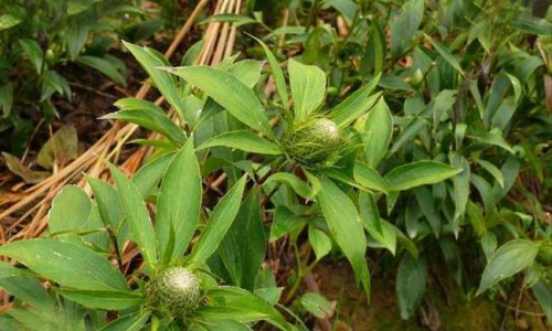 头孢地尼副作用小网 :分享头孢地尼胶囊的作用与副作用-头孢地尼这药很强吗知识
